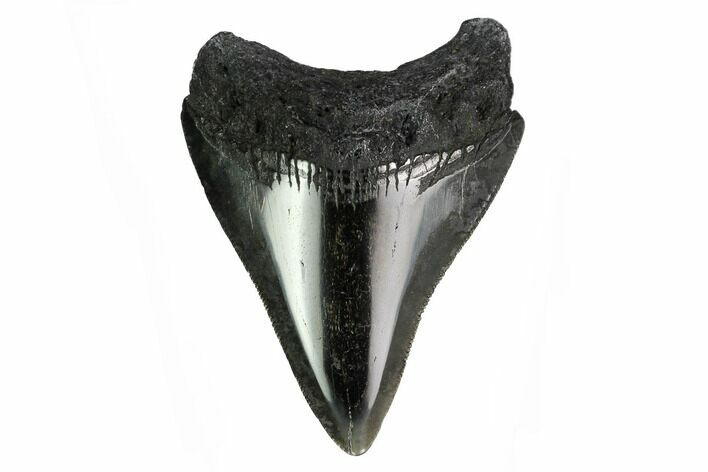 Serrated, Juvenile Megalodon Tooth - Polished Blade #164956